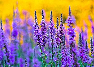 冬日计划原班人马新作，狼人杀《行尸走肉：背叛》现已推出抢先体验，同时开启免费周末畅玩！